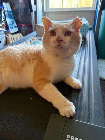 Gerald, Adoptable, Adult Male Domestic Short Hair & Domestic Short Hair.