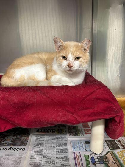 Gerald, Adoptable, Adult Male Domestic Short Hair & Domestic Short Hair.
