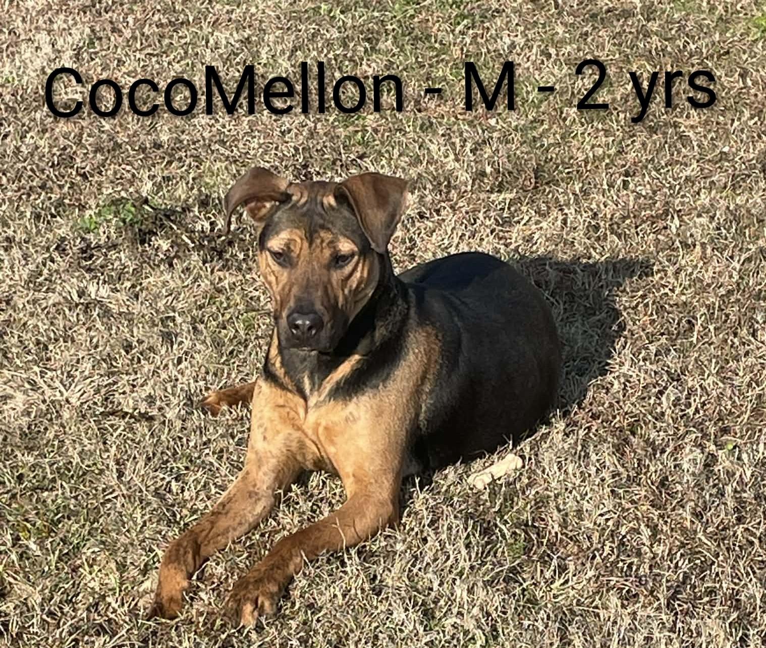 CocoMellon, ADOPTABLE, Young Male German Shepherd Dog.