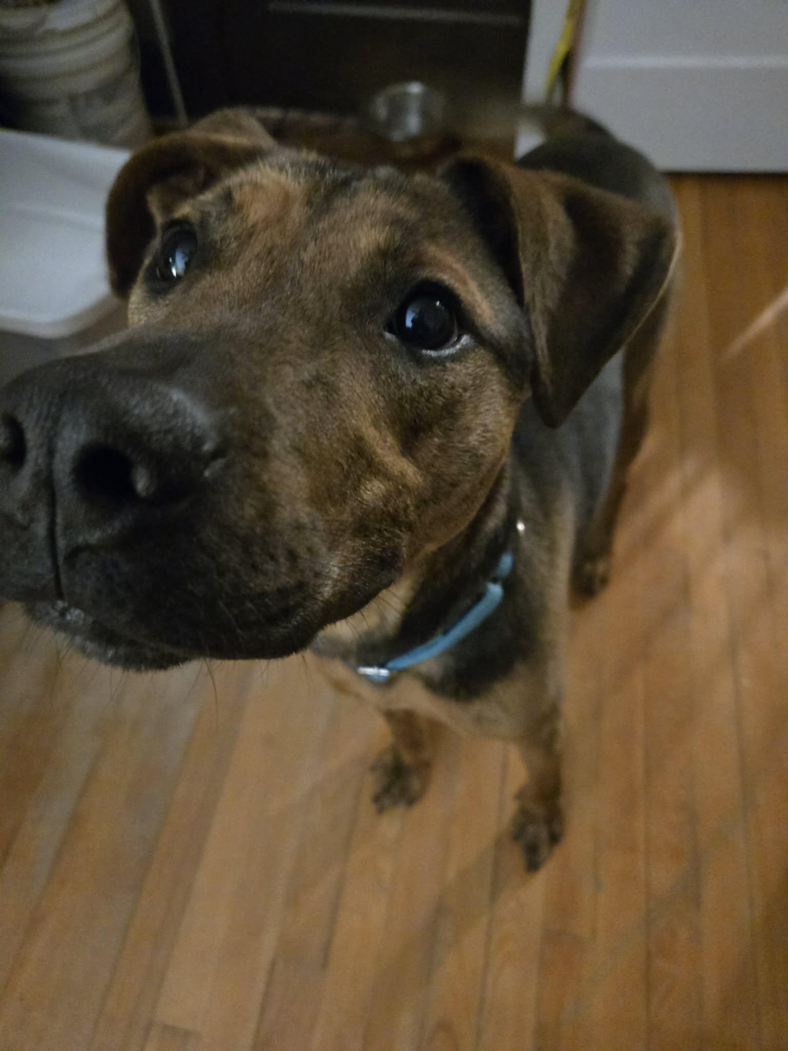 Enlarge CocoMellon, a ADOPTABLE mixed breed in Gardner, MA image 6/6