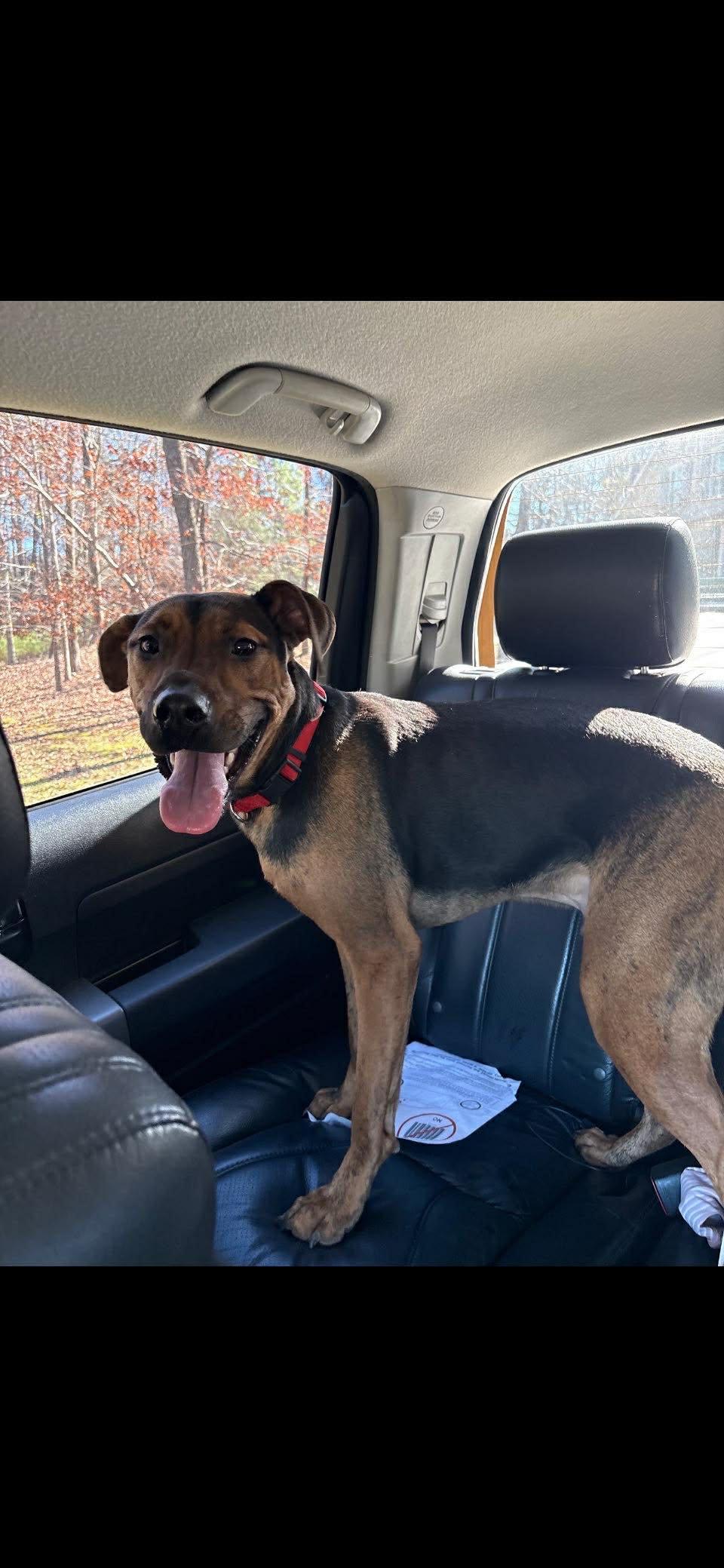 Enlarge CocoMellon, a ADOPTABLE mixed breed in Gardner, MA image 2/6