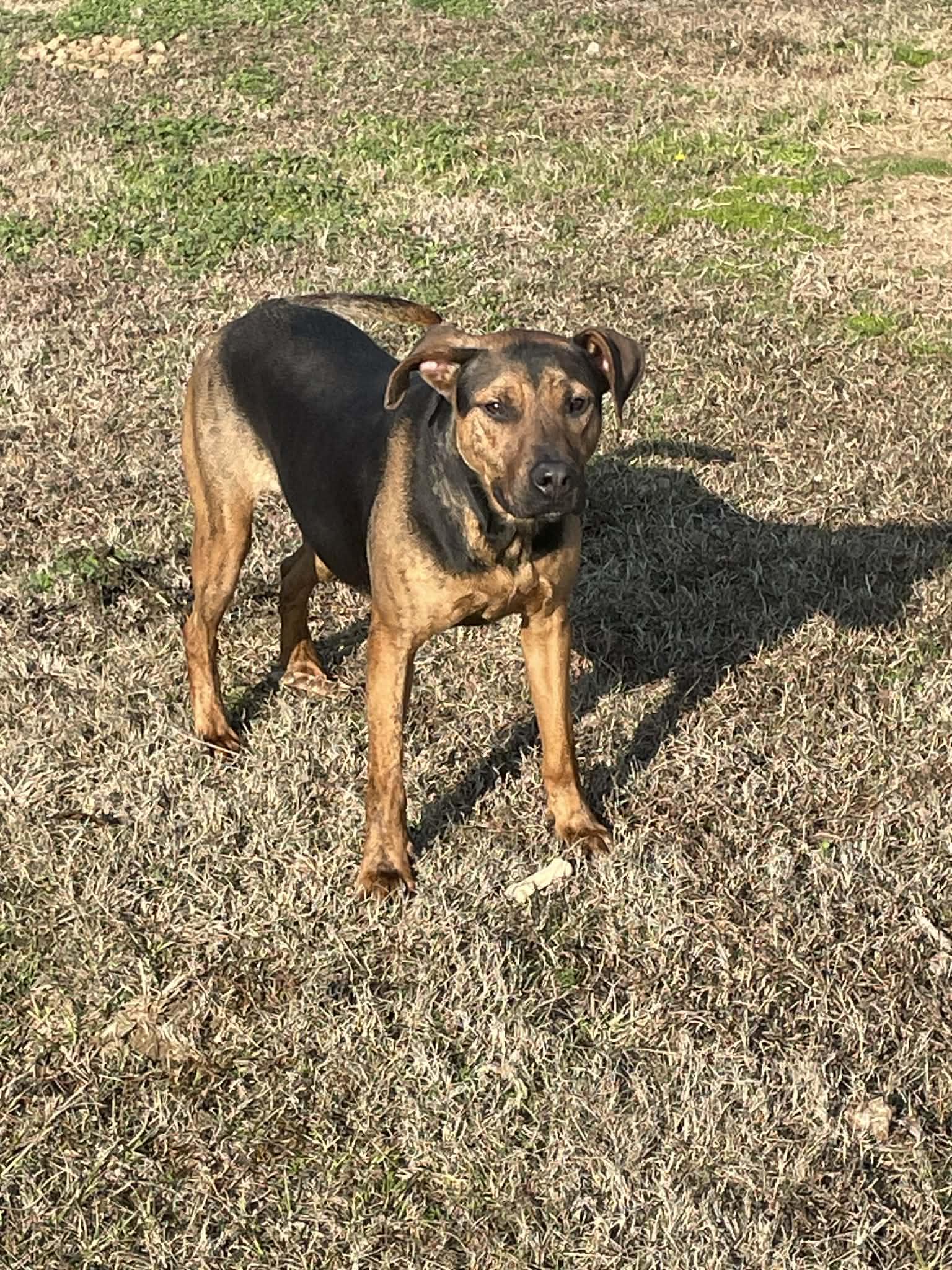 Enlarge CocoMellon, a ADOPTABLE mixed breed in Gardner, MA image 3/6