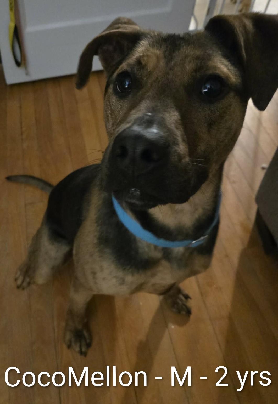 Enlarge CocoMellon, a ADOPTABLE mixed breed in Gardner, MA image 1/6