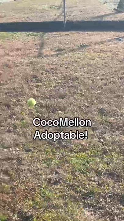 Enlarge CocoMellon, a ADOPTABLE mixed breed in Gardner, MA video 5/6