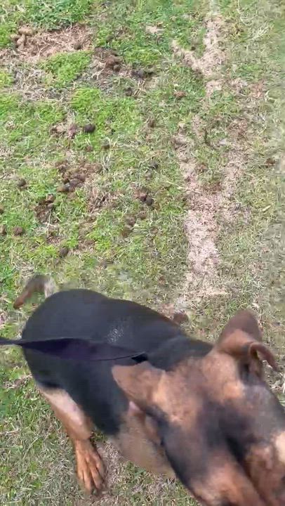 Enlarge CocoMellon, a ADOPTABLE mixed breed in Gardner, MA video 6/6