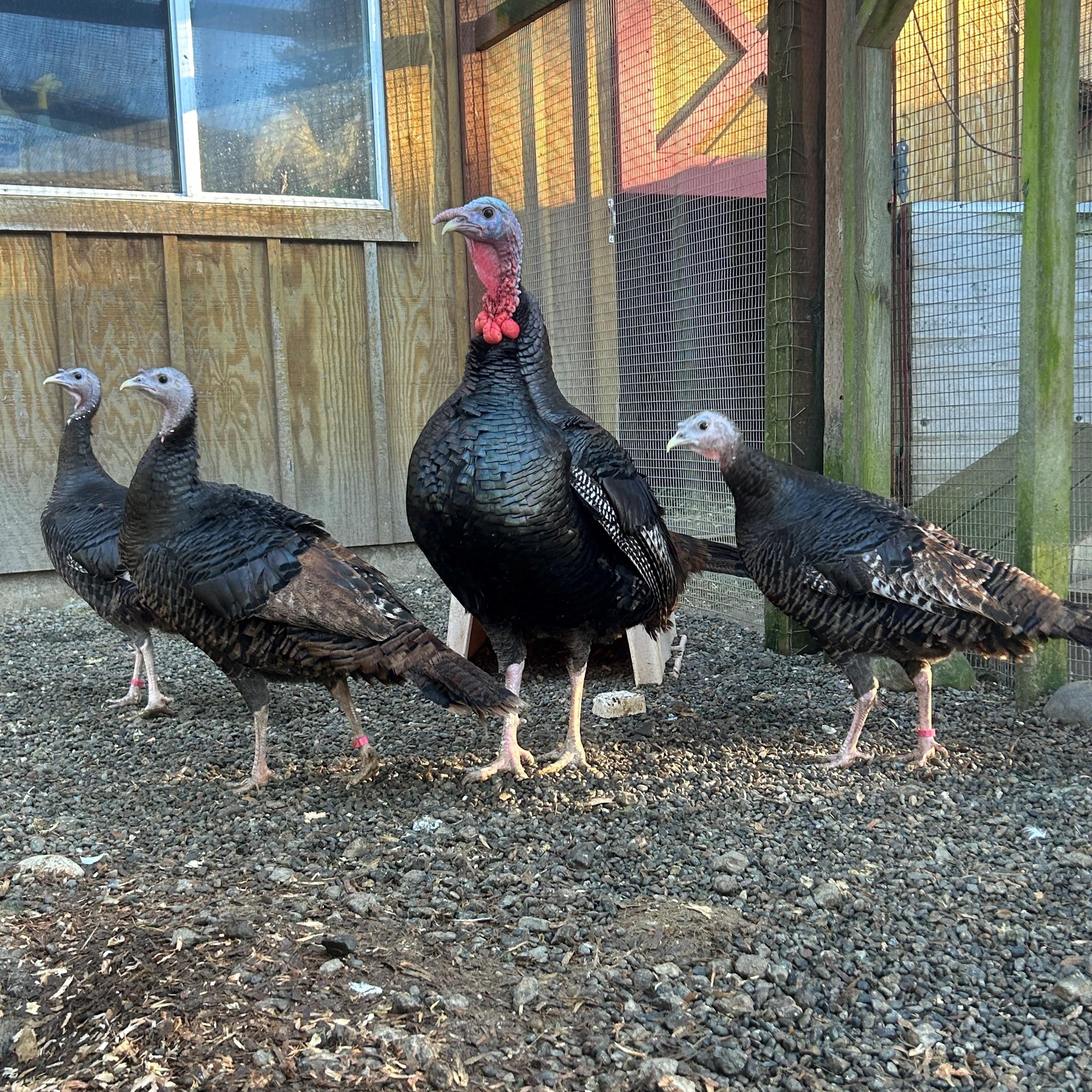 A 'rafter' of turkeys!, Adoptable, Adult Unknown Turkey.