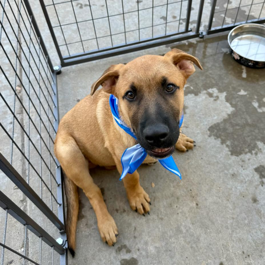 Enlarge Arlo, a Adoptable German Shepherd Dog in Midland, TX image 1/6