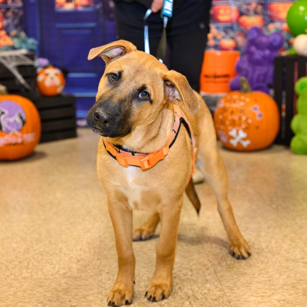 Enlarge Arlo, a Adoptable German Shepherd Dog in Midland, TX image 3/6