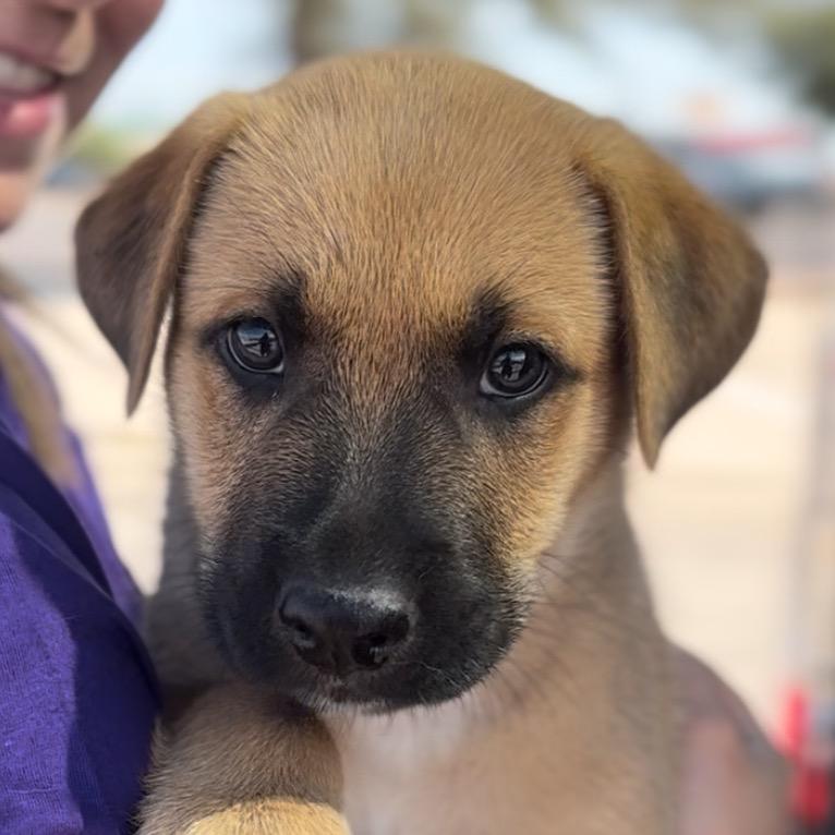 Enlarge Arlo, a Adoptable German Shepherd Dog in Midland, TX image 5/6