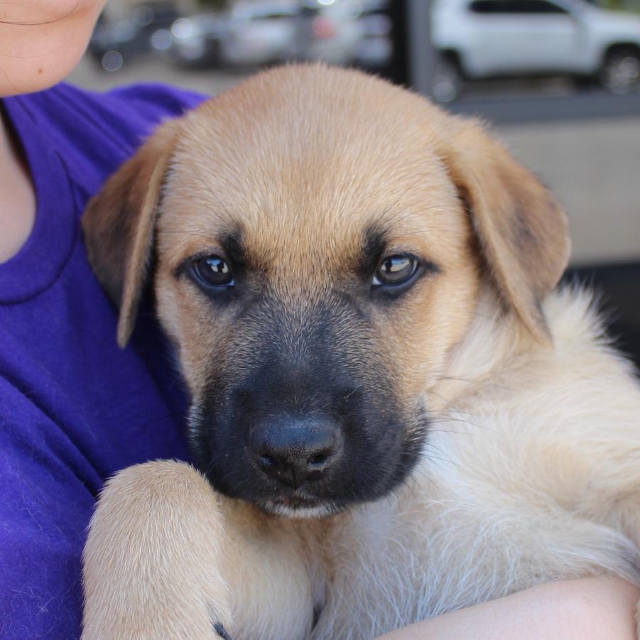 Enlarge Arlo, a Adoptable German Shepherd Dog in Midland, TX image 6/6