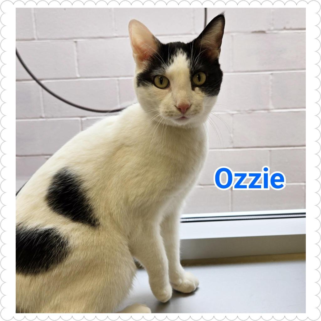 Enlarge Ozzie, a Adoptable mixed breed in North Saint Paul, MN image 3/6