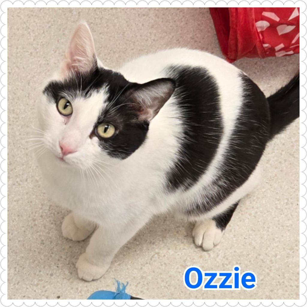 Enlarge Ozzie, a Adoptable mixed breed in North Saint Paul, MN image 1/6