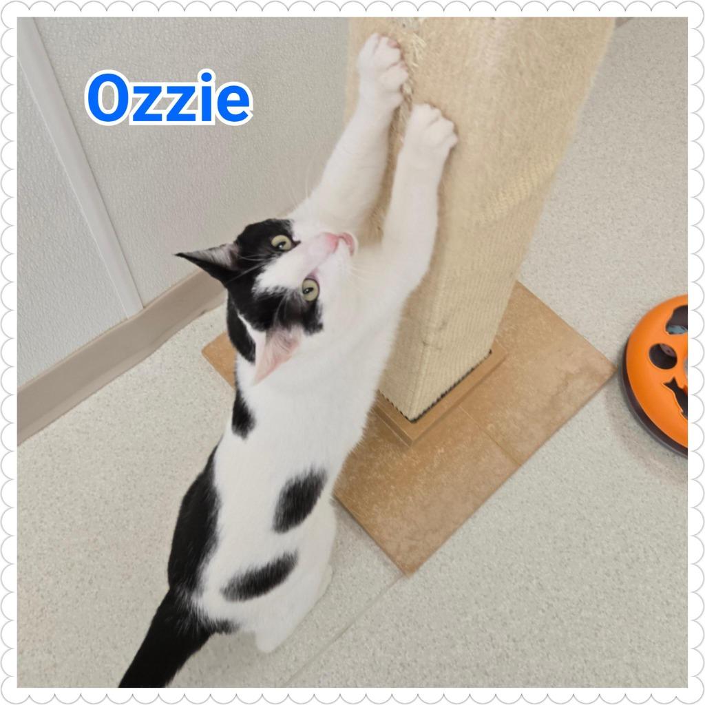 Enlarge Ozzie, a Adoptable mixed breed in North Saint Paul, MN image 2/6