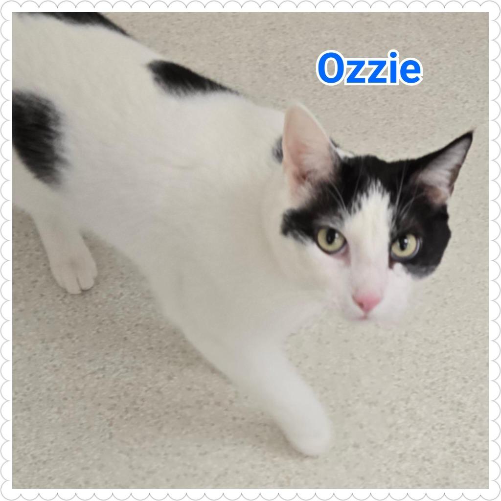 Enlarge Ozzie, a Adoptable mixed breed in North Saint Paul, MN image 6/6