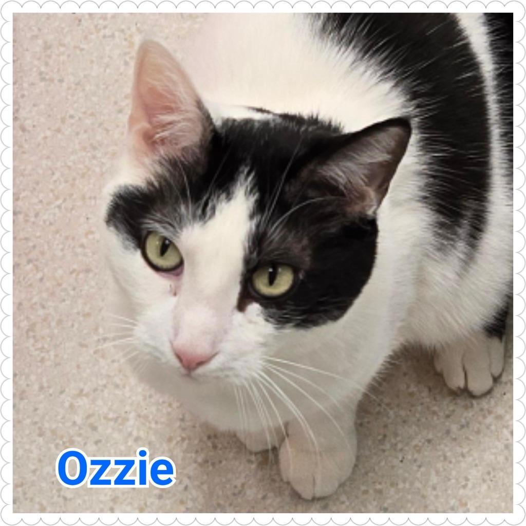 Enlarge Ozzie, a Adoptable mixed breed in North Saint Paul, MN image 4/6