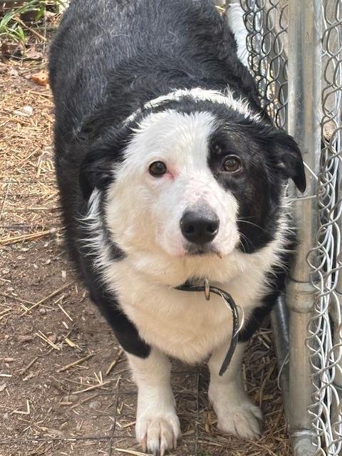Ying Yang, Adoptable, Young Male Mixed Breed.