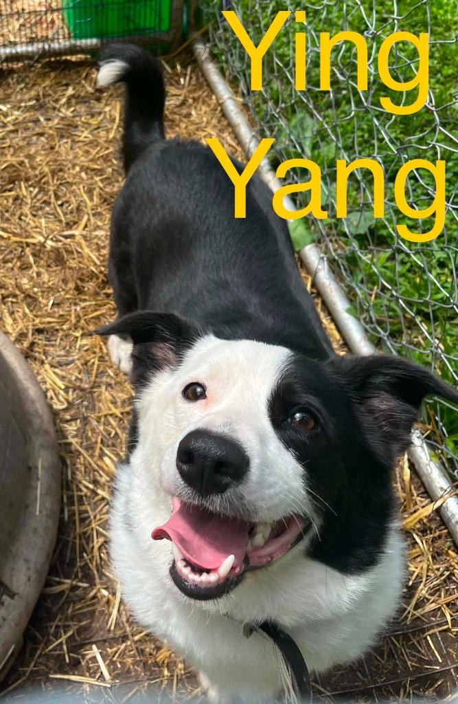 Enlarge Ying Yang, a Adoptable mixed breed in Princeton, IN image 2/2
