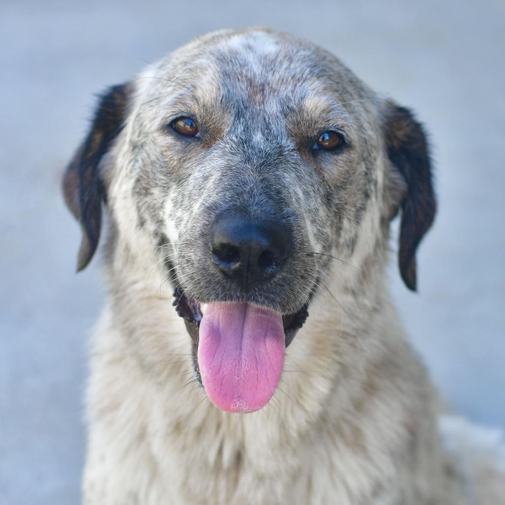 Jolene, a Adoptable mixed breed in Ottawa, KS image 1/2