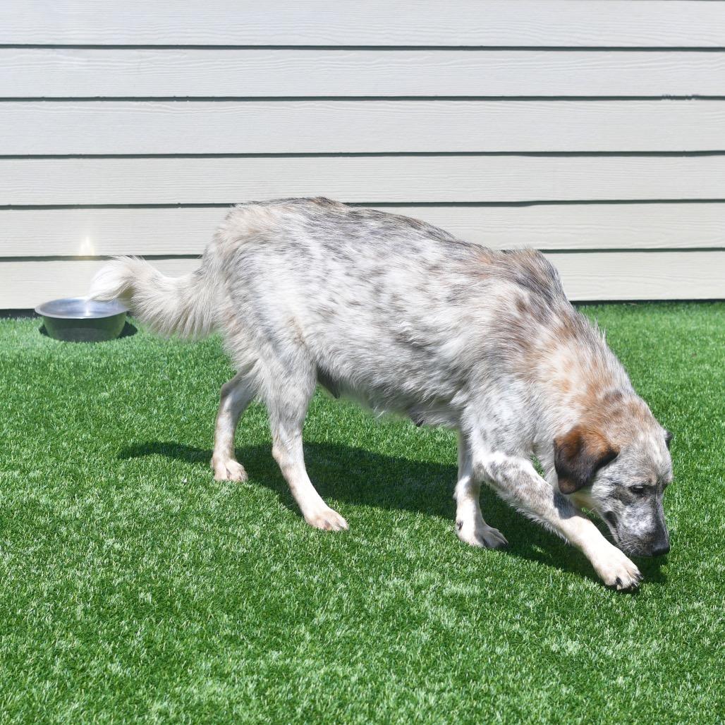 Jolene, a Adoptable mixed breed in Ottawa, KS image 2/2