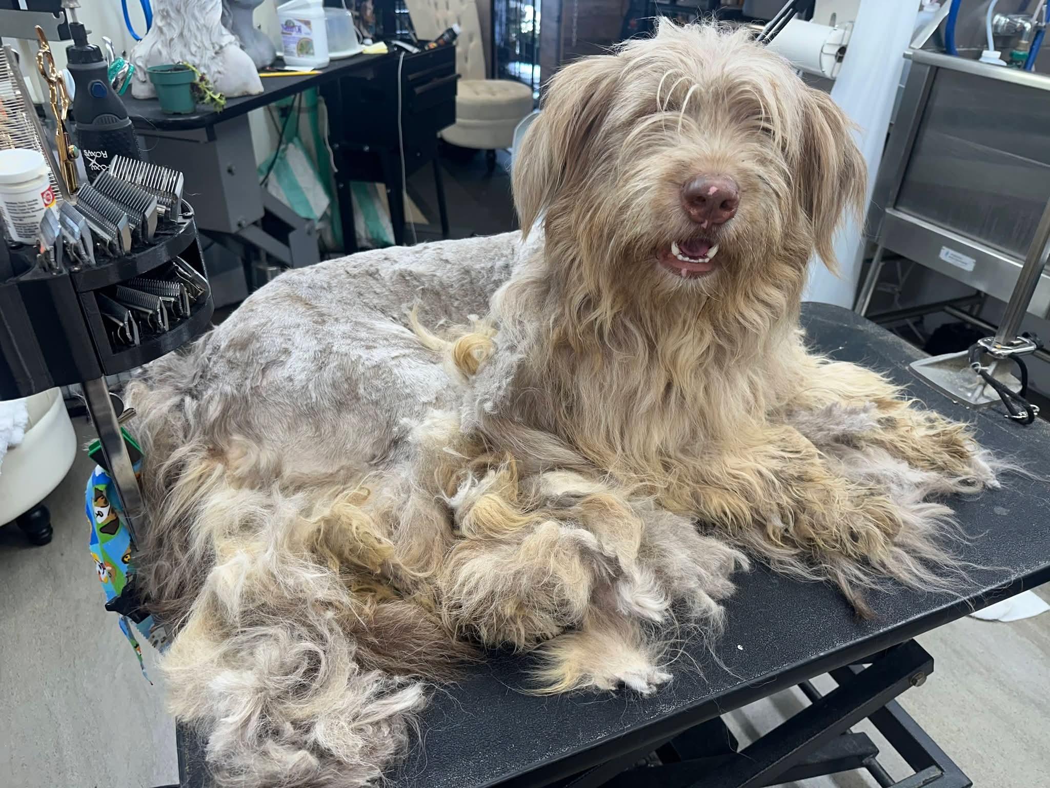 Enlarge Jameson, a ADOPTABLE mixed breed in Sawyer, ND image 4/6