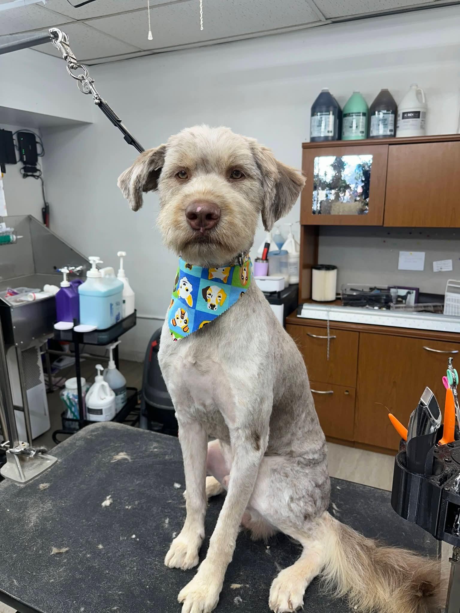 Enlarge Jameson, a ADOPTABLE mixed breed in Sawyer, ND image 1/6