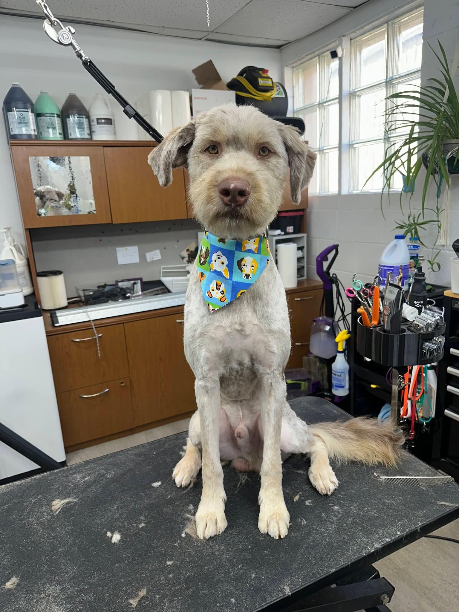 Enlarge Jameson, a ADOPTABLE mixed breed in Sawyer, ND image 5/6