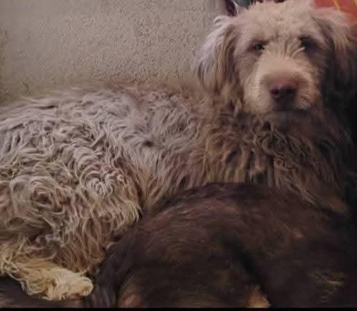 Enlarge Jameson, a ADOPTABLE mixed breed in Sawyer, ND image 3/6