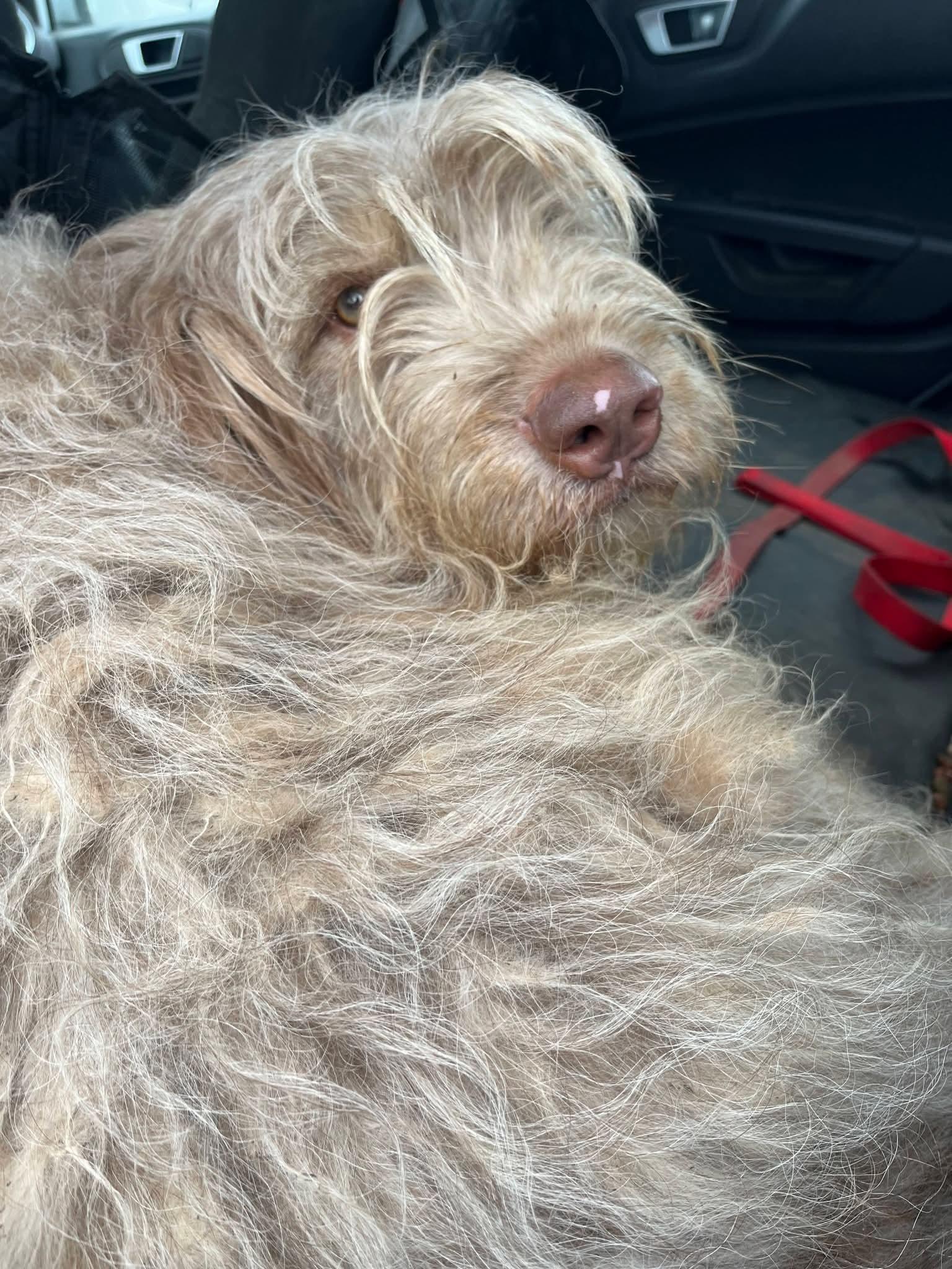 Enlarge Jameson, a ADOPTABLE mixed breed in Sawyer, ND image 6/6