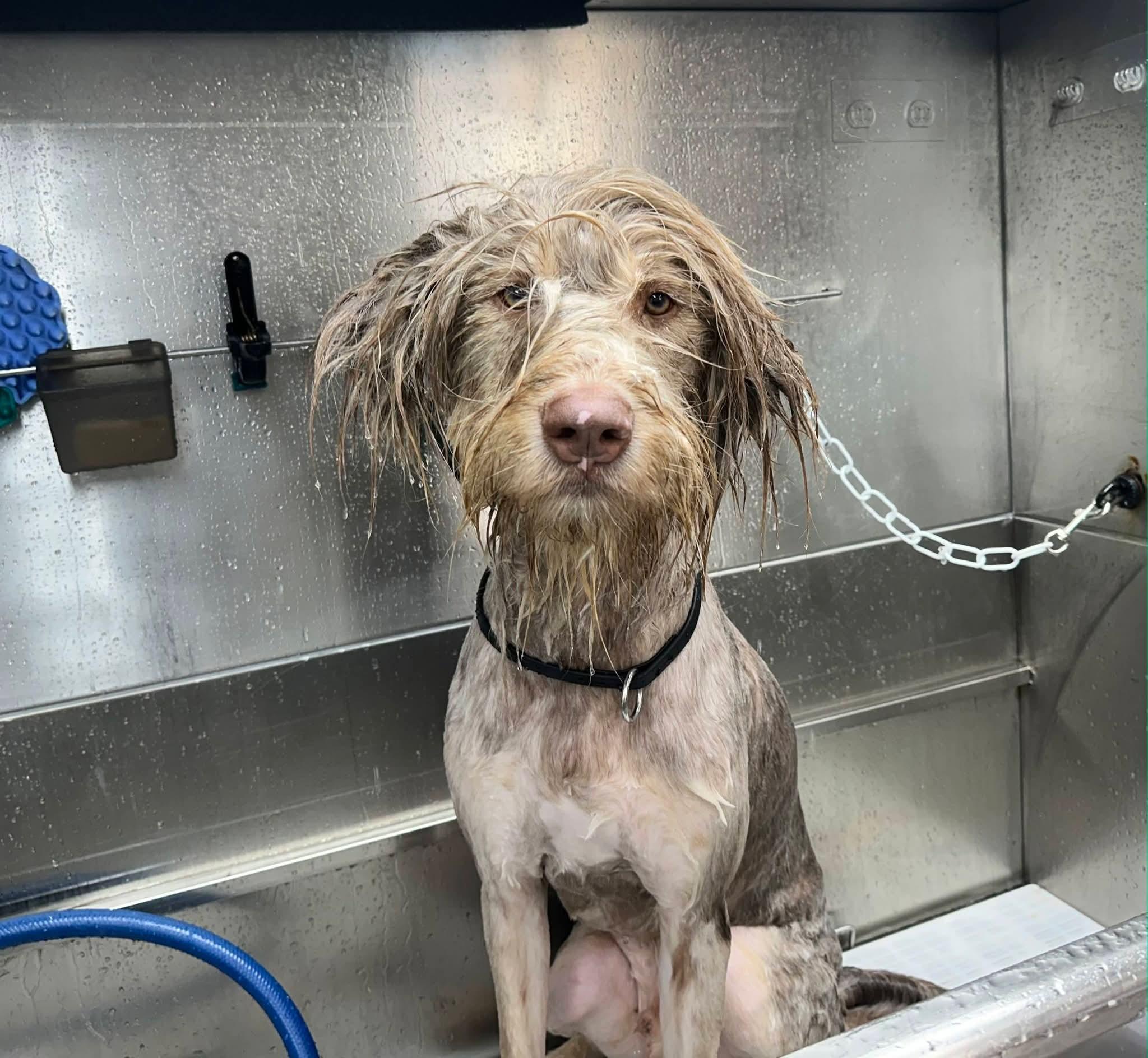 Enlarge Jameson, a ADOPTABLE mixed breed in Sawyer, ND image 2/6