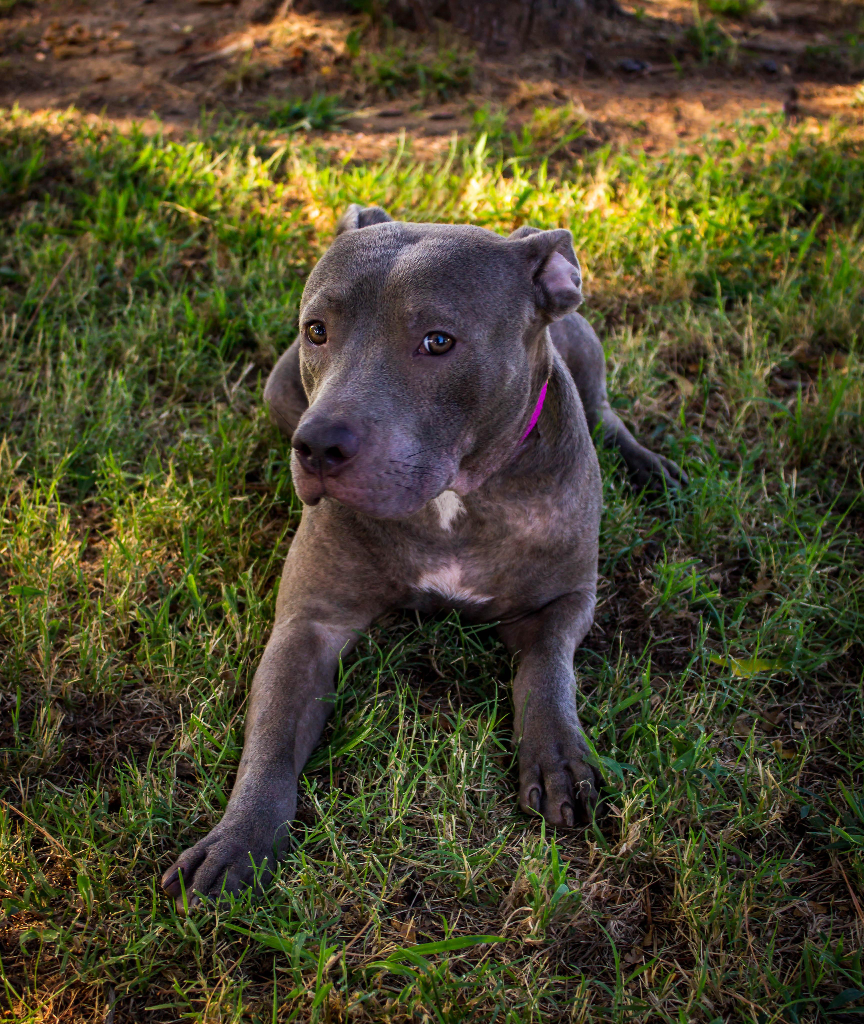 Enlarge Slate, a Adoptable mixed breed in Jenks, OK image 1/1