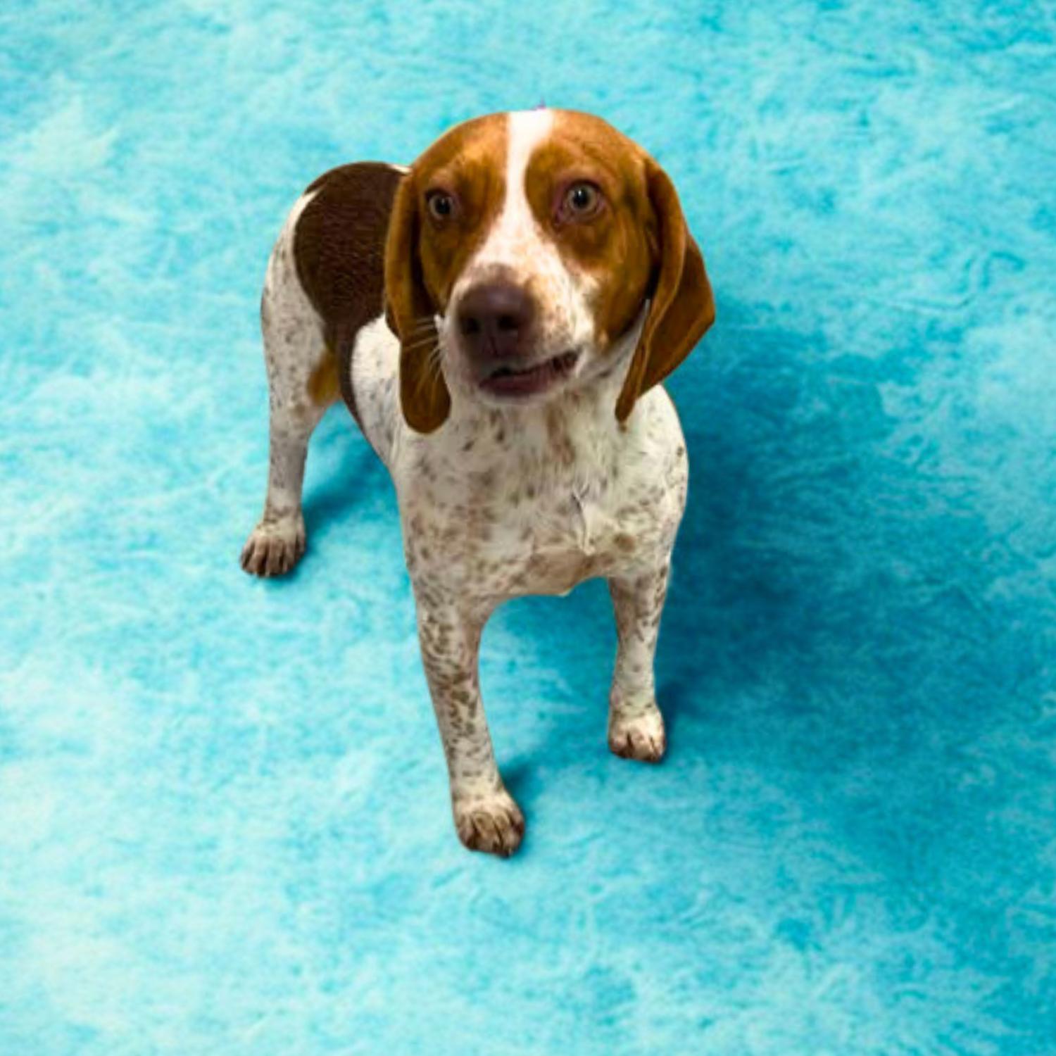 Beckett, a ADOPTABLE Beagle in Bardstown, KY image 1/5