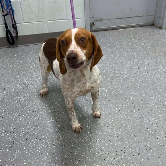 Beckett, a ADOPTABLE Beagle in Bardstown, KY image 4/5