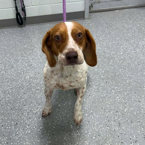 Beckett, a ADOPTABLE Beagle in Bardstown, KY image 3/5
