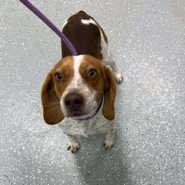 Beckett, a ADOPTABLE Beagle in Bardstown, KY image 5/5
