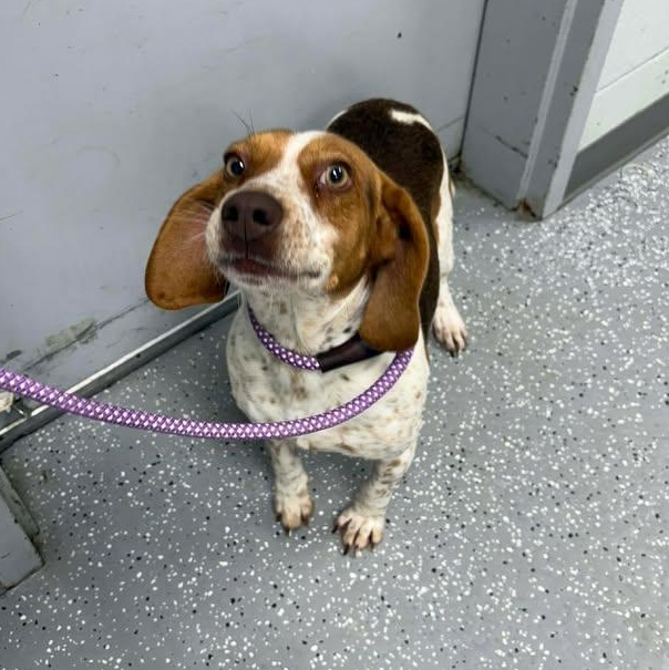 Beckett, a ADOPTABLE Beagle in Bardstown, KY image 2/5