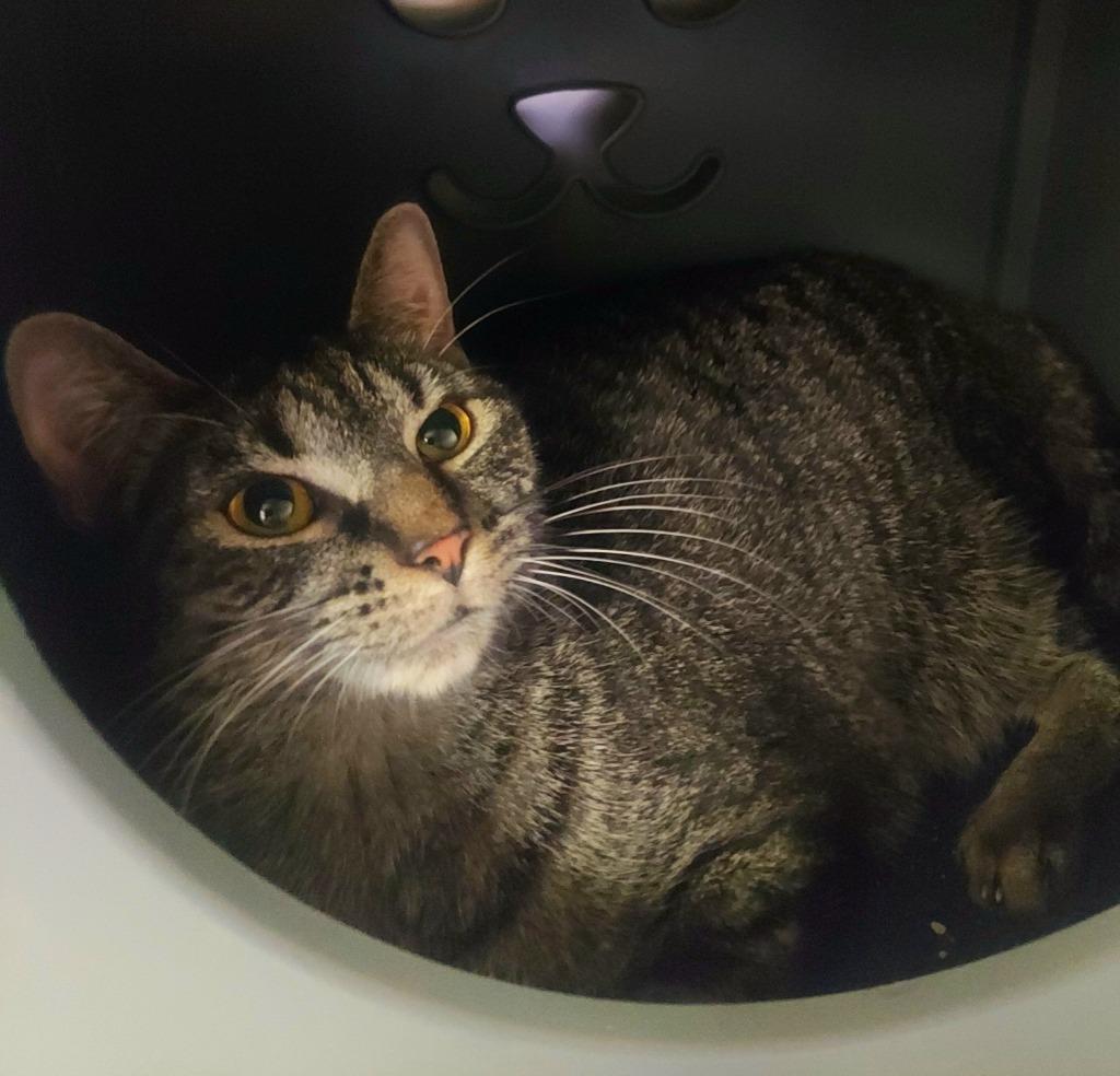 Astro, Adoptable, Adult Female Domestic Short Hair.