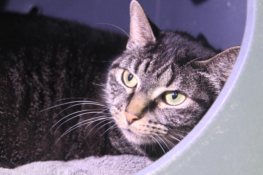 Enlarge Astro, a Adoptable mixed breed in Utica, MI image 2/3