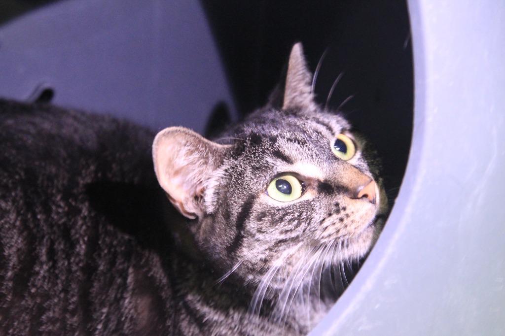 Enlarge Astro, a Adoptable mixed breed in Utica, MI image 3/3