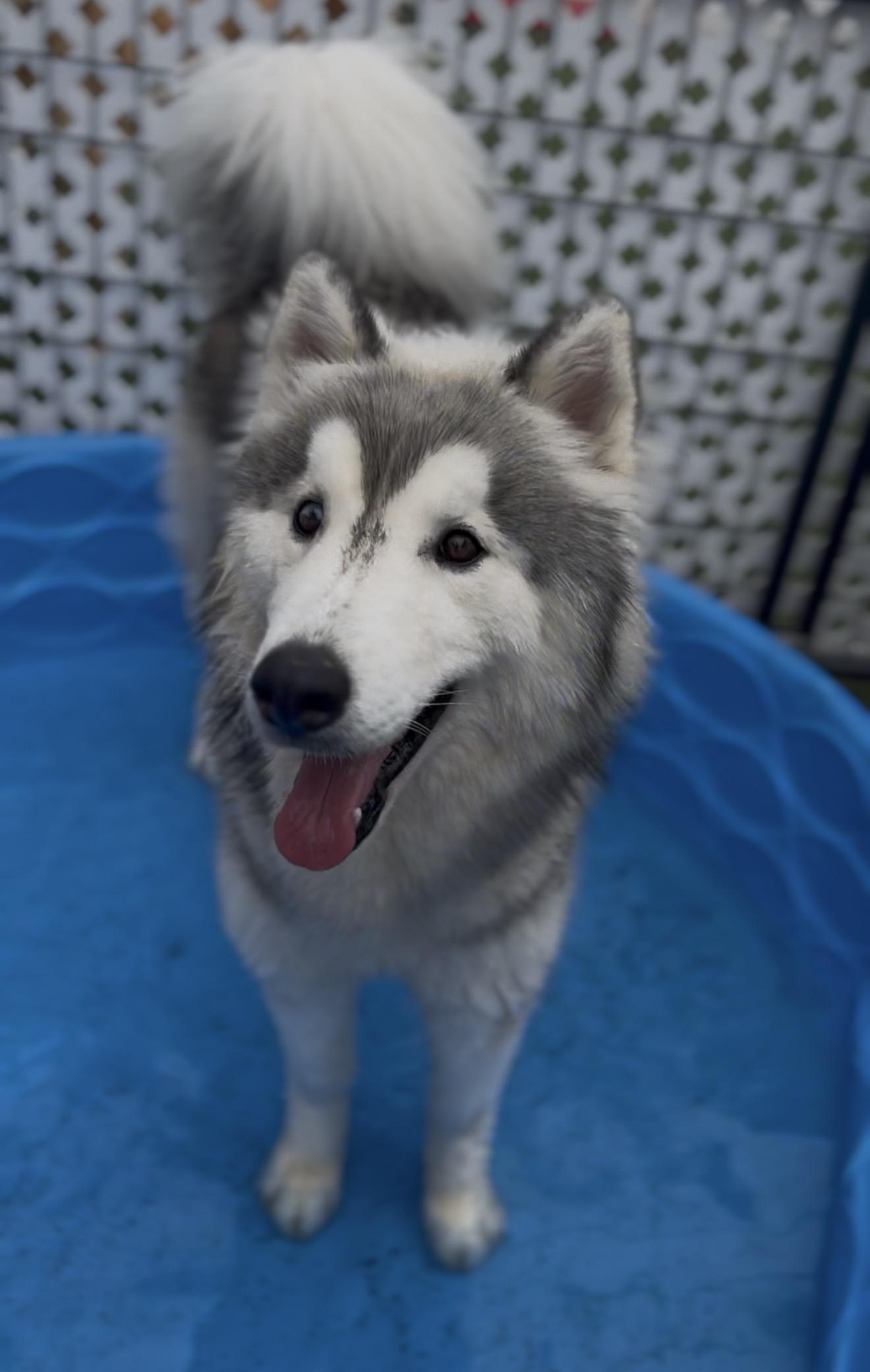 Koda, ADOPTABLE, Adult Male Siberian Husky.