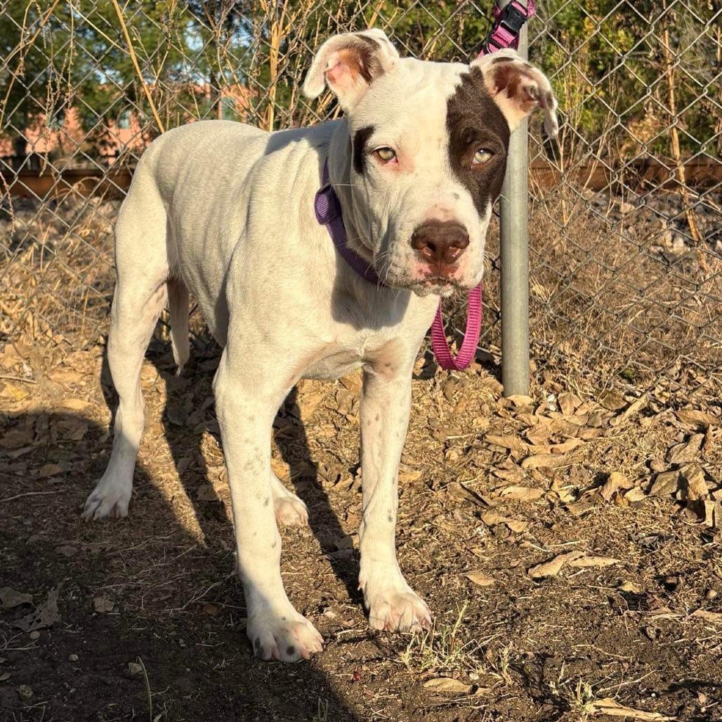 Enlarge Zero P46003, a Adoptable Pit Bull Terrier in Corsicana, TX image 1/4