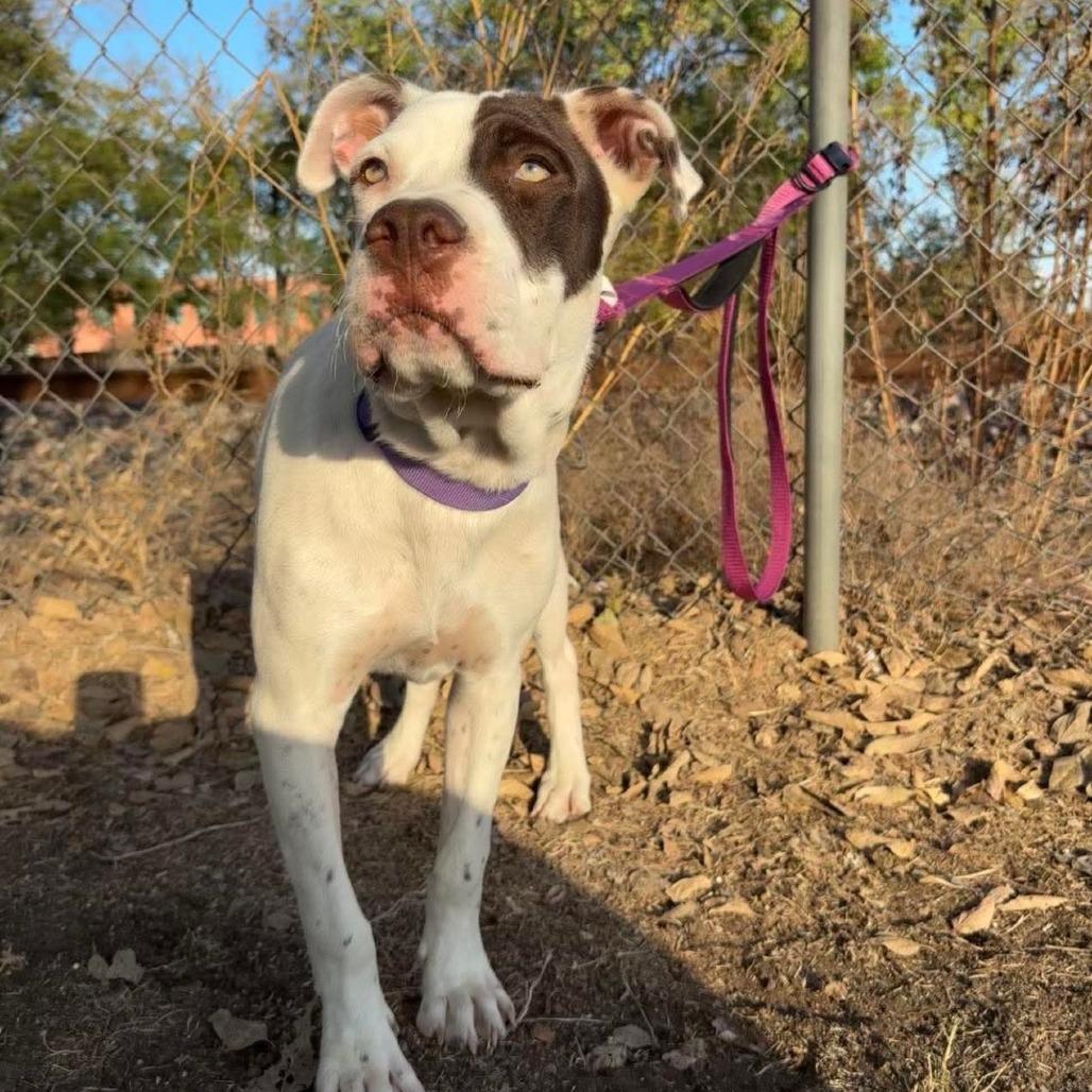 Enlarge Zero P46003, a Adoptable Pit Bull Terrier in Corsicana, TX image 3/4