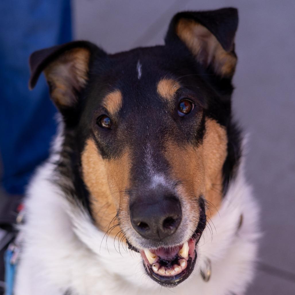 Enlarge Odin, a Adoptable Smooth Collie in Chaska, MN image 1/6
