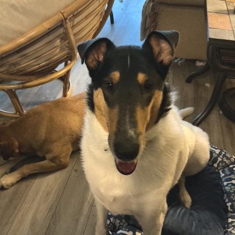 Odin, Adoptable, Adult Male Smooth Collie.
