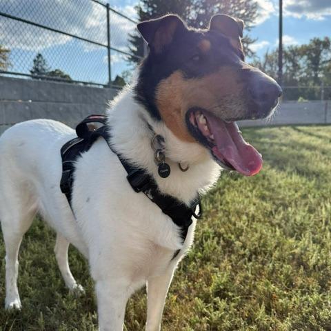Enlarge Odin, a Adoptable Smooth Collie in Chaska, MN image 2/5