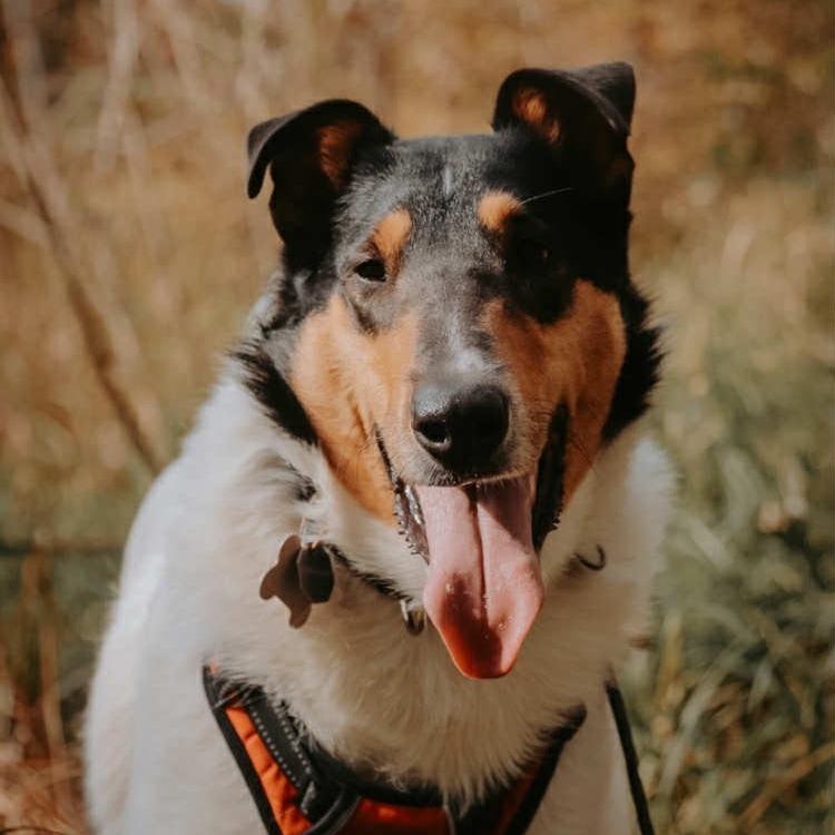 Enlarge Odin, a Adoptable Smooth Collie in Chaska, MN image 3/5