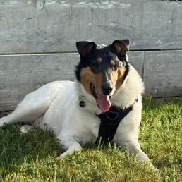 Enlarge Odin, a Adoptable Smooth Collie in Chaska, MN image 4/5