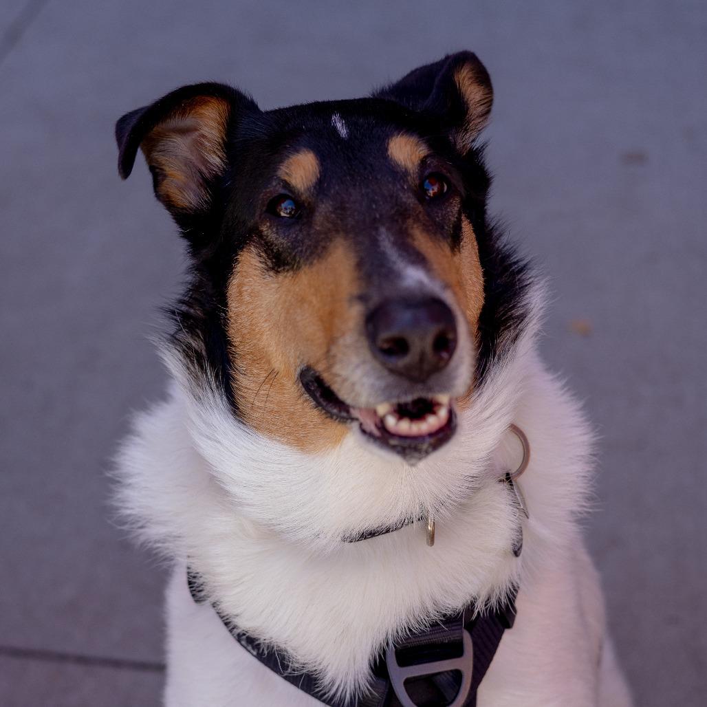 Enlarge Odin, a Adoptable Smooth Collie in Chaska, MN image 6/6