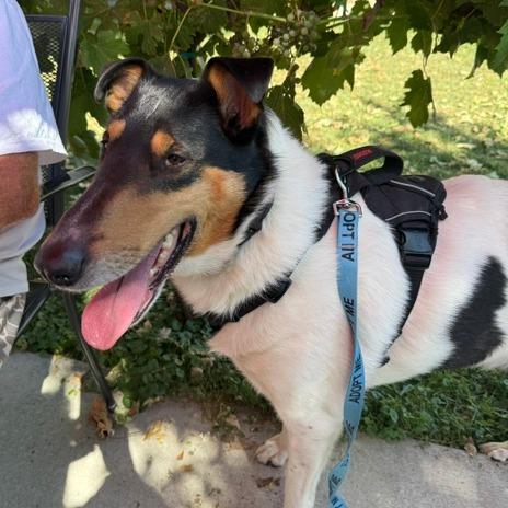 Enlarge Odin, a Adoptable Smooth Collie in Chaska, MN image 5/5