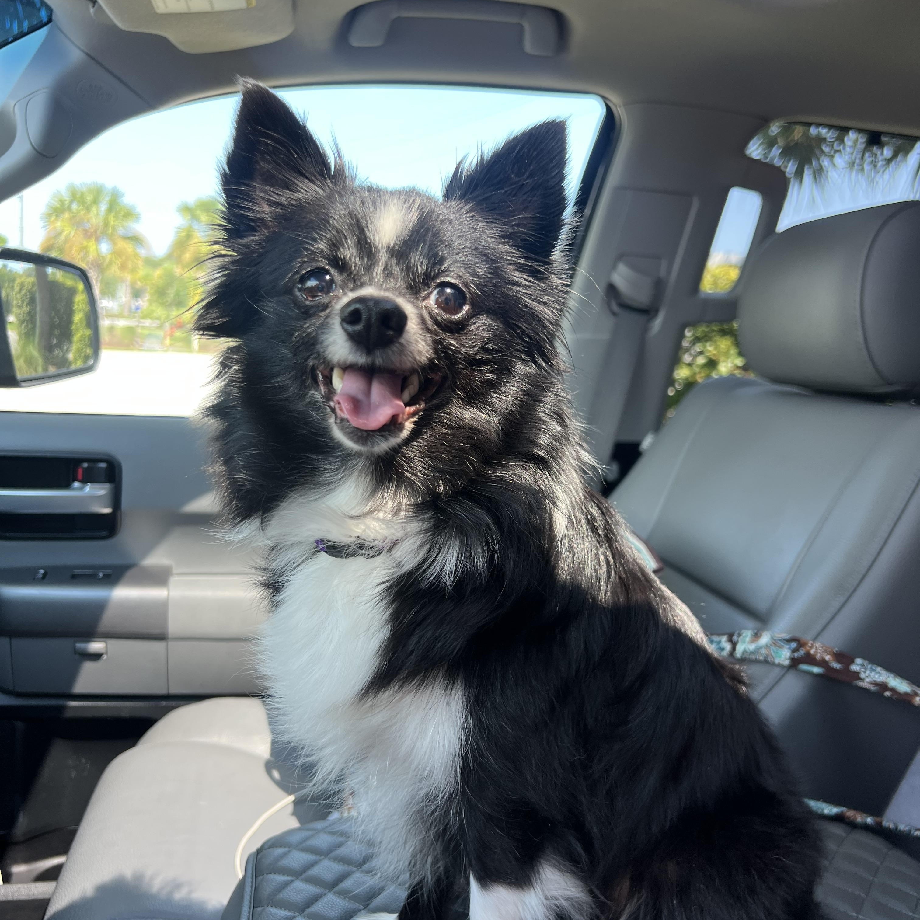 Flower, adopted, Senior Female Mixed Breed.