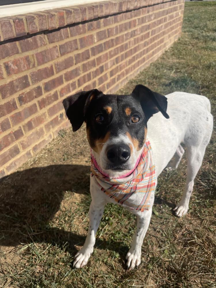 Baylor, Adoptable, Adult Male Hound.